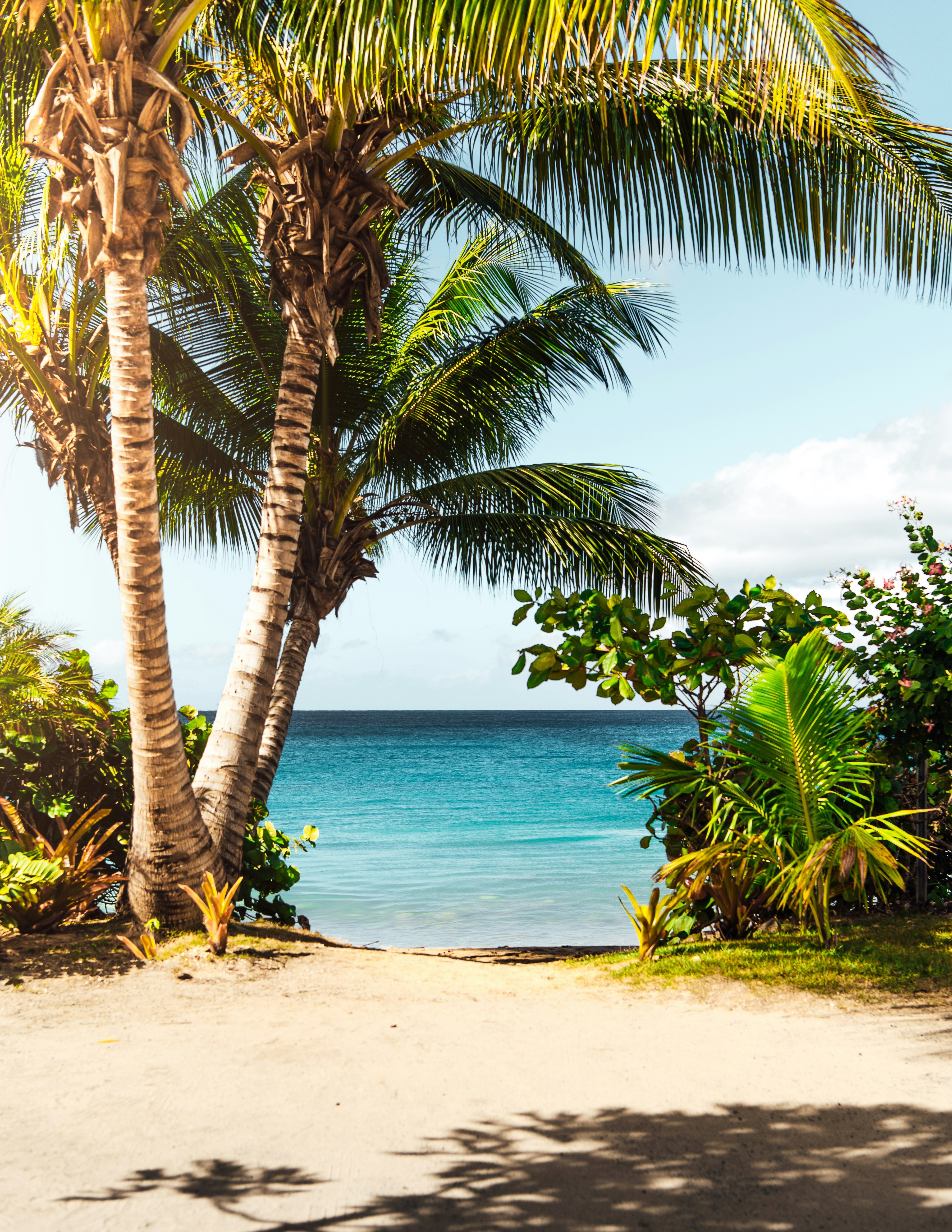 Turquoise ocean with palms and clear water
